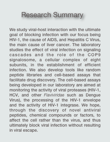       Research Summary

We study viral-host interaction with the ultimate goal of blocking infection with our focus being HIV-1, the cause of AIDS, and Hepatitis C Virus, the main cause of liver cancer. The laboratory studies the effect of viral infection on signaling cascades and the role of the COP9 signalosome, a cellular complex of eight subunits, in the establishment of efficient infection. We also develop tools like random peptide libraries and cell-based assays that facilitate drug discovery. The cell-based assays being developed in our laboratory are aimed at monitoring the activity of viral proteases (HIV-1, HCV, and other Flaviviridae such as Dengue Virus), the processing of the HIV-1 envelope and the activity of HIV-1 integrase. We hope, through the discovery of novel antiviral peptides, chemical compounds or factors, to affect the cell rather than the virus, and thus ultimately block viral infection without resulting in viral escape.     
