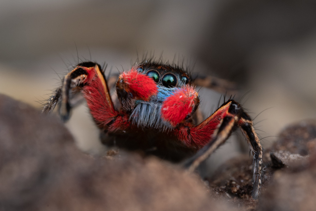 Paradise jumping spider