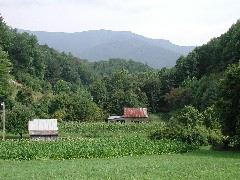 Appalachian tobacco field