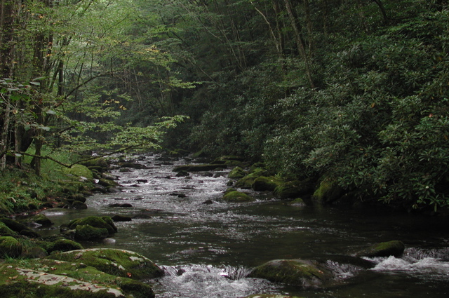 beautiful Appalachian stream