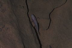 southern cavefish, Typhlichthys subterraneus