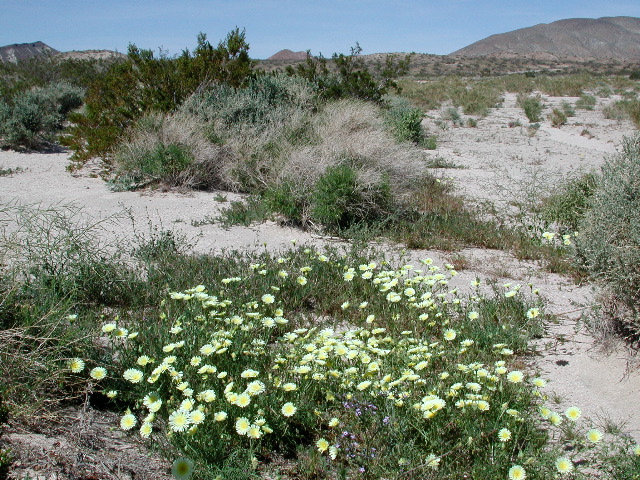 western Mojave