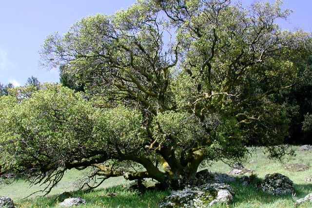 oak at Sutter