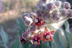 milkweed flowers