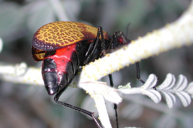 meloid beetle