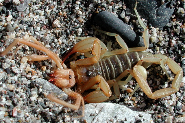 scorpion eating solpugid!!