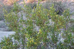 creosote in flower