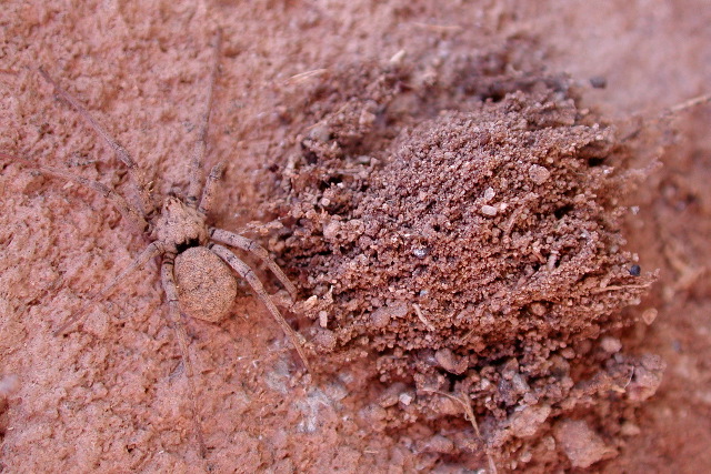Homalonychus with eggsac