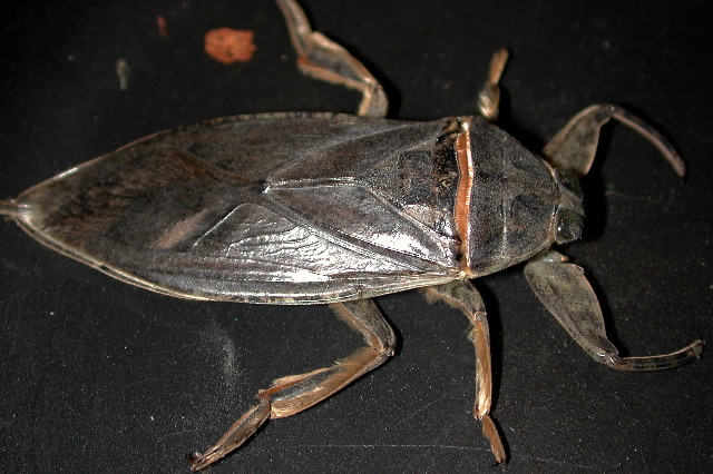 very large (giant in fact) giant water bug!