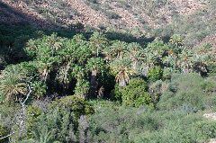 palm oasis at Comondu