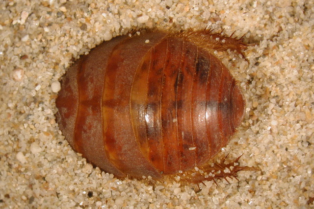 sand roach