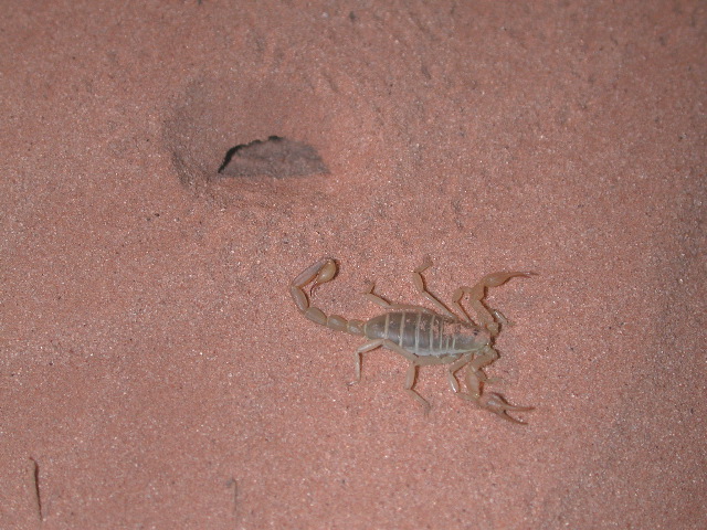 scorpion at night