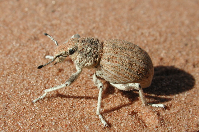 weevil (should be on plants)