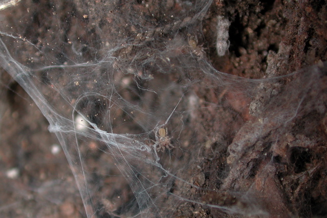 Euagrus (F. Dipluridae) spiderlings