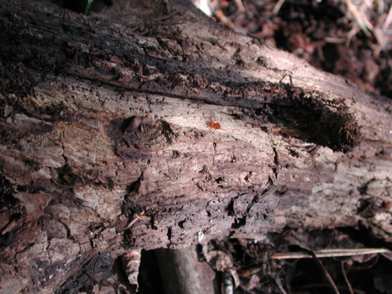 Sclerobunus in habitat (under logs)