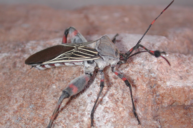 giant mesquite bug (Thasus sp)