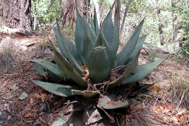 Agave in Miller Canyon