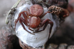 Xysticus with eggsac