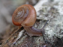 terrestrial snail, Jemez Mountains