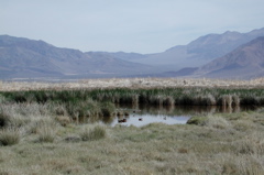 Saline Valley marsh