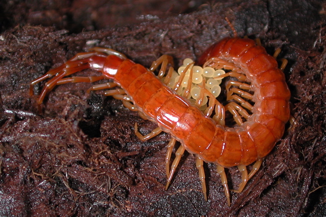 female centipede guarding her eggs